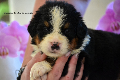 Les chiots de Bouvier Bernois