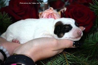 Les chiots de Jack Russell Terrier