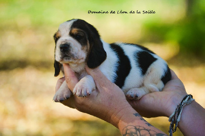 Les chiots de Basset Hound