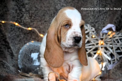 Les chiots de Basset Hound
