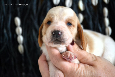 Les chiots de Basset Hound