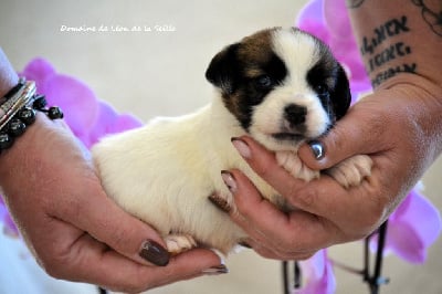 Les chiots de Jack Russell Terrier