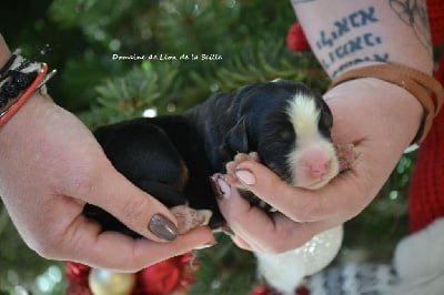Les chiots de Bouvier Bernois