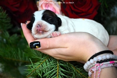 Les chiots de Jack Russell Terrier