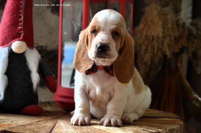 Les chiots de Basset Hound