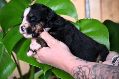 Les chiots de Bouvier Bernois