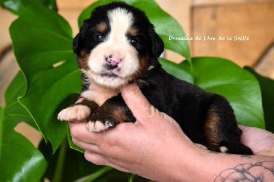 Les chiots de Bouvier Bernois
