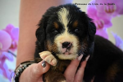 Les chiots de Bouvier Bernois