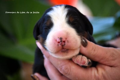 Les chiots de Bouvier Bernois