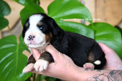 Les chiots de Bouvier Bernois