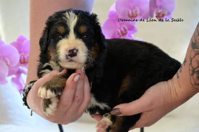 Les chiots de Bouvier Bernois