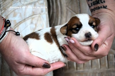 Jack Russell Terrier