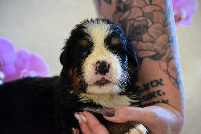 Les chiots de Bouvier Bernois