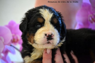 Les chiots de Bouvier Bernois