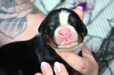 Les chiots de Bouvier Bernois