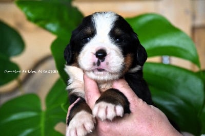 Les chiots de Bouvier Bernois