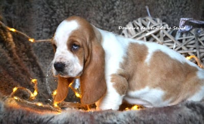 Les chiots de Basset Hound