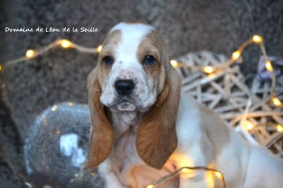 Les chiots de Basset Hound