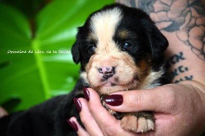 Les chiots de Bouvier Bernois