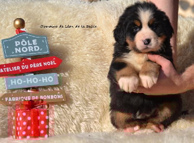 Les chiots de Bouvier Bernois