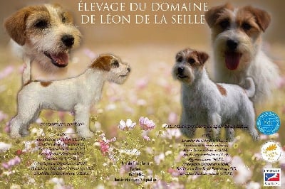CHIOT 1 - Jack Russell Terrier