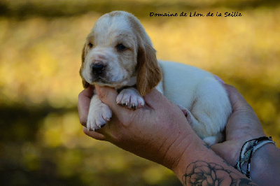 Les chiots de Basset Hound