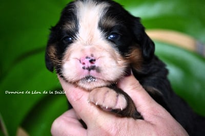 Les chiots de Bouvier Bernois