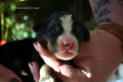 Les chiots de Bouvier Bernois