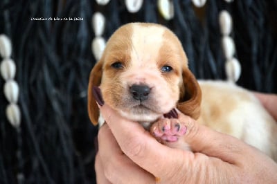 Les chiots de Basset Hound