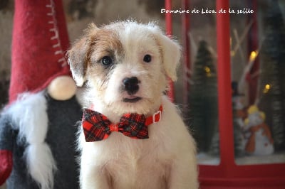 Les chiots de Jack Russell Terrier