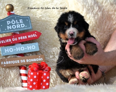 Les chiots de Bouvier Bernois