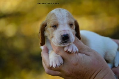 Les chiots de Basset Hound