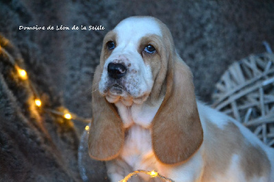 Les chiots de Basset Hound