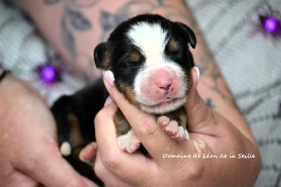 Les chiots de Bouvier Bernois