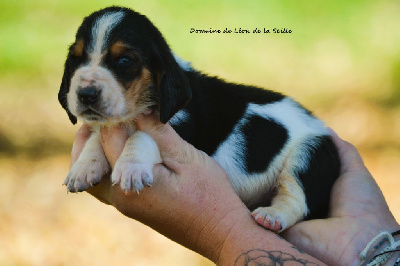 Les chiots de Basset Hound