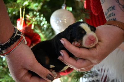 Les chiots de Bouvier Bernois