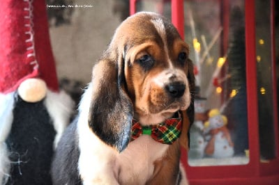 Les chiots de Basset Hound