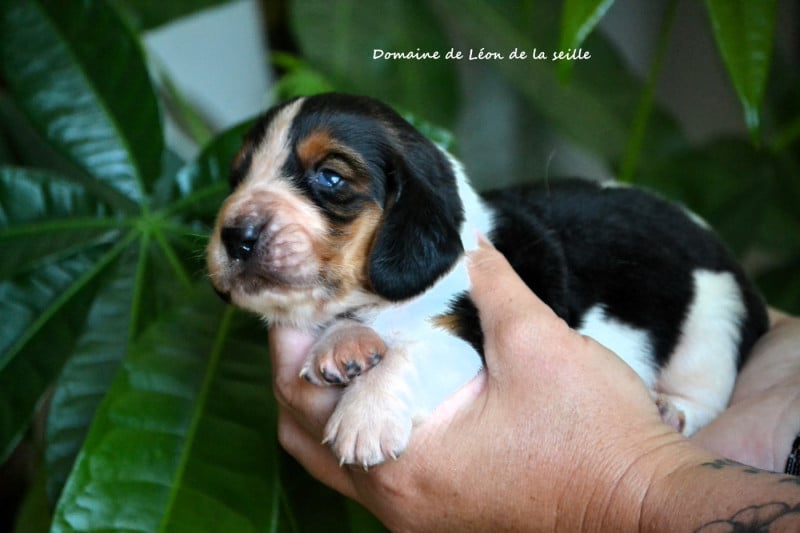 Basset Hound - du Domaine De Léon De La Seille
