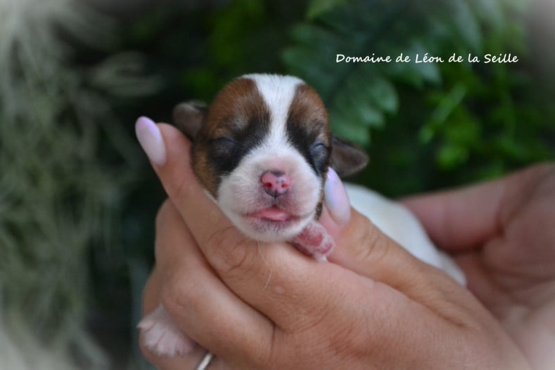 Jack Russell Terrier - du Domaine De Léon De La Seille