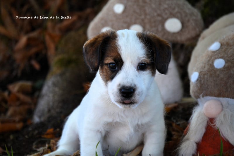 Jack Russell Terrier - du Domaine De Léon De La Seille