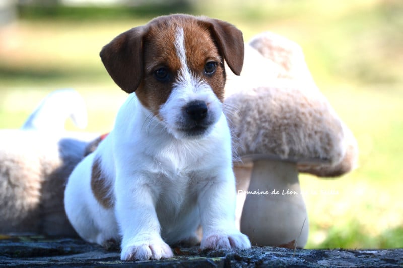 Jack Russell Terrier - du Domaine De Léon De La Seille
