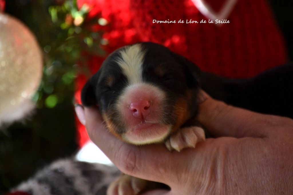 A POINT DU DOMAINE DE LEON DE LA SEILLE