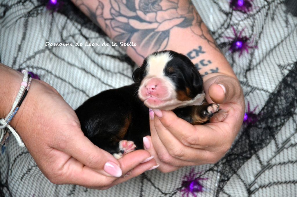 ARCANUM DU DOMAINE DE LEON DE LA SEILLE