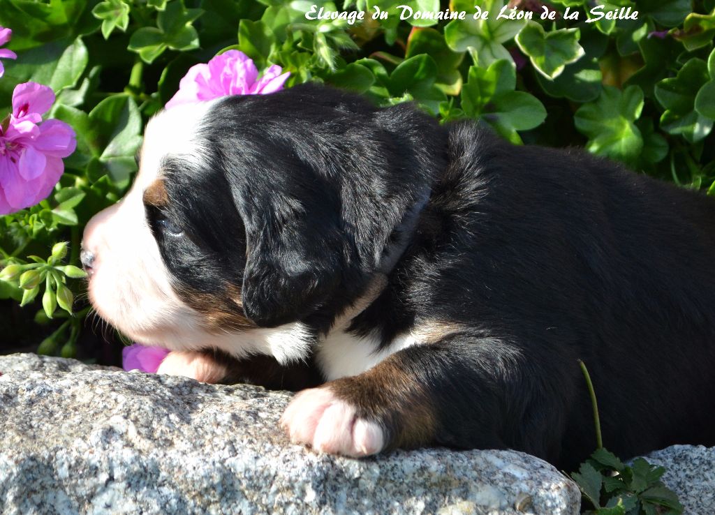 News Du Domaine de Léon de la seille