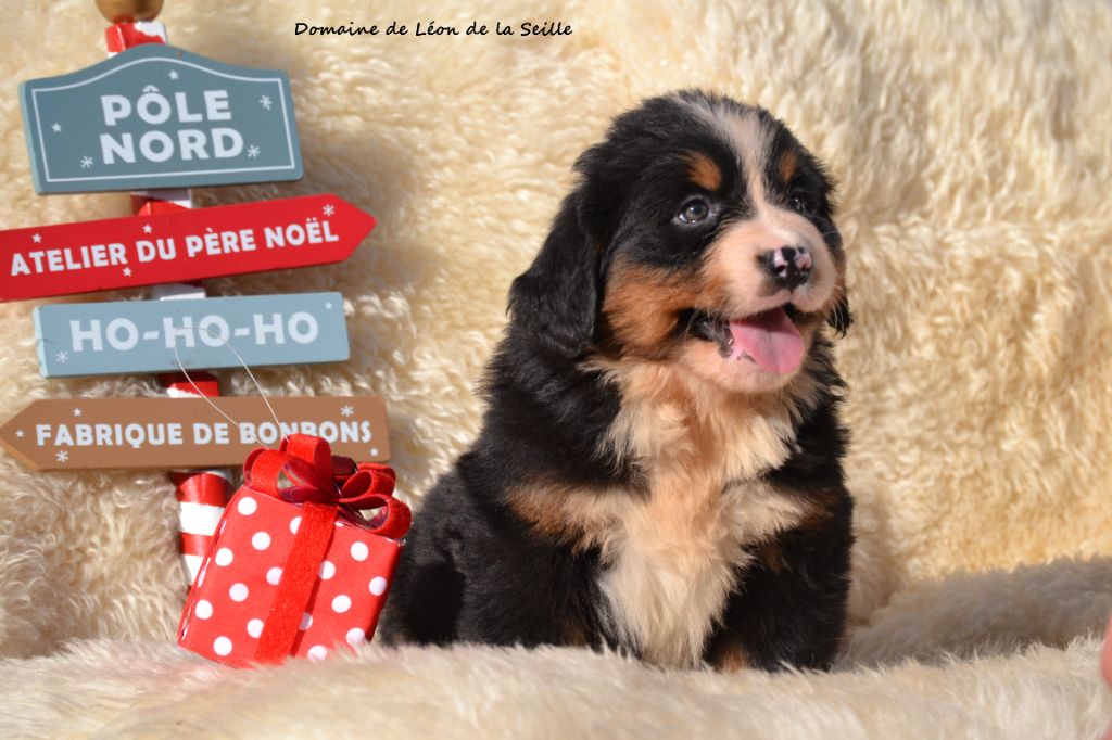 A PIPA DU DOMAINE DE LEON DE LA SEILLE