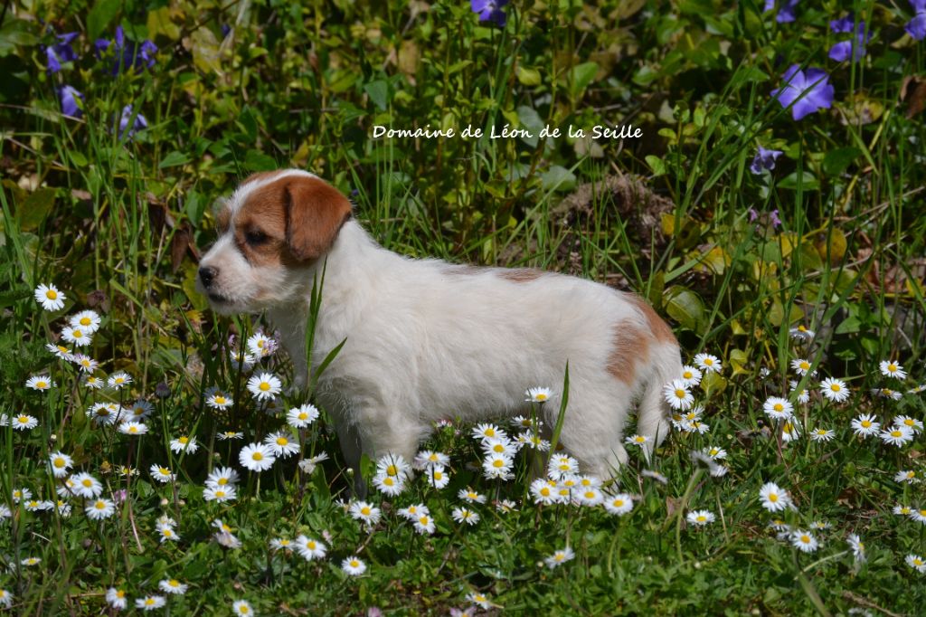 Absolutely love du Domaine de Léon de la seille