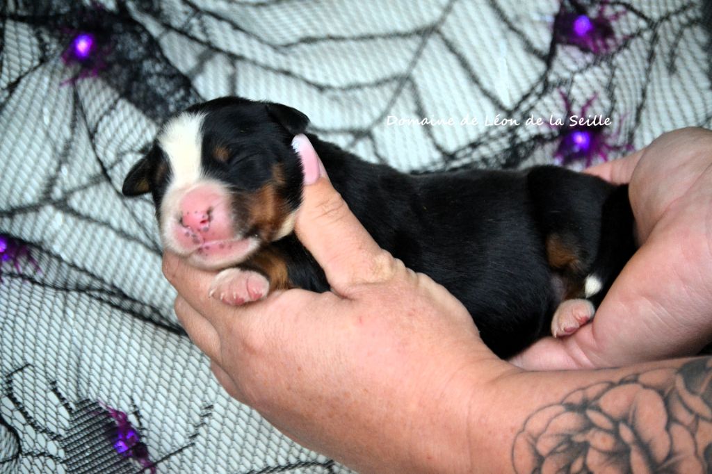 ASTERIA DU DOMAINE DE LEON DE LA SEILLE