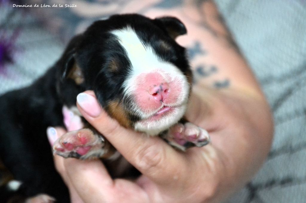 ATCHOUM DU DOMAINE DE LEON DE LA SEILLE