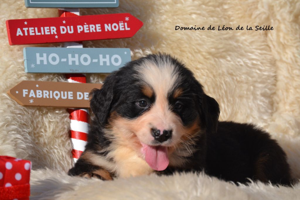 ARCANUM DU DOMAINE DE LEON DE LA SEILLE