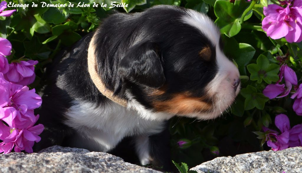 Nouky du Domaine de Léon de la seille